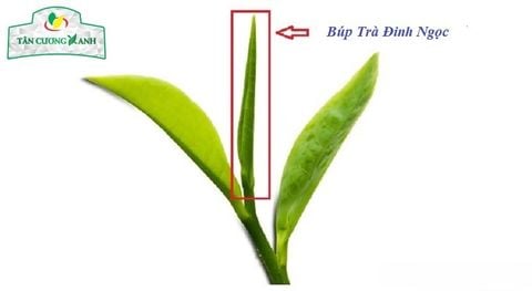 Trà Đinh Tân Cương Tiến Quan 200gram