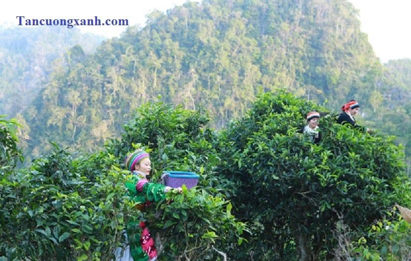 Trà Shan Tuyết Bạch Ngọc - 1kg