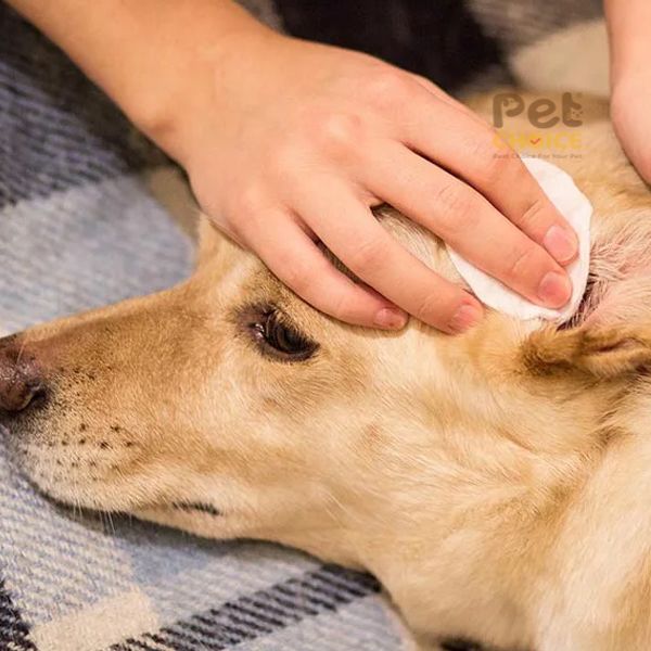 Bông lau nước mắt Q8 cho chó mèo