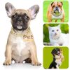 Dây chuyền vàng bạc cho chó mèo, phụ kiện thời trang