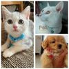 Vòng cổ họa tiết dễ thương có chuông dành cho chó mèo