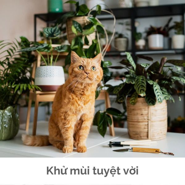 Xịt khử mùi TENDER cho thú cưng hương chanh và húng quế thơm mát, an toàn lành tính