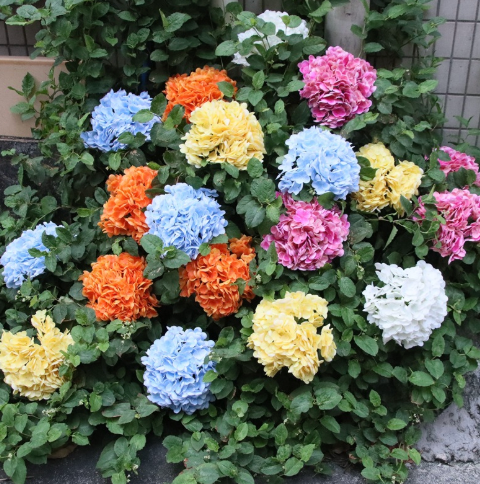  Hoa Cẩm Tú Cầu Cao Cấp, Chân Thực, Sang Trọng 