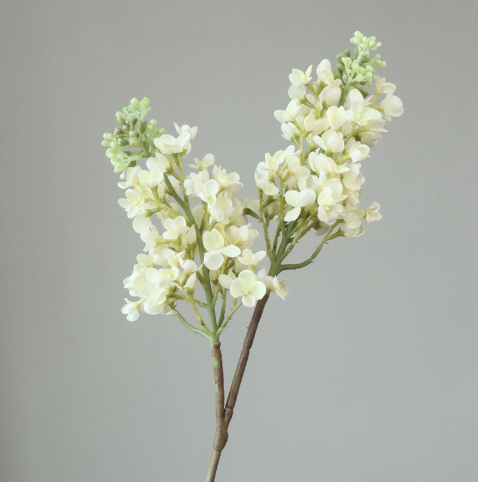  Hoa Cẩm Tú Cầu & Tử Đinh Hương Chuyển Màu 