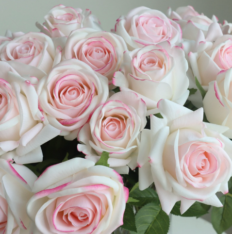  Hoa Hồng Đầu Tròn Cao Cấp 