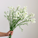  Hoa Violet & Lan Hồ Điệp Cao Cấp 
