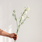  Hoa Violet & Lan Hồ Điệp Cao Cấp 