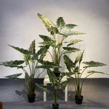  Cây Alocasia - Cây Cảnh Sang Trọng Cho Nội Thất Hiện Đại 