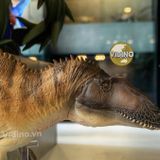  Mô hình Acrocanthosaurus pnso studio chính hãng tỷ lệ 1:35 