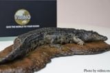  Mô hình cá sấu nước mặn Crocs Man studio tỷ lệ 1/35. 