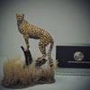 Mô hình động vật báo săn cheetah hãng wanshou 1/18.