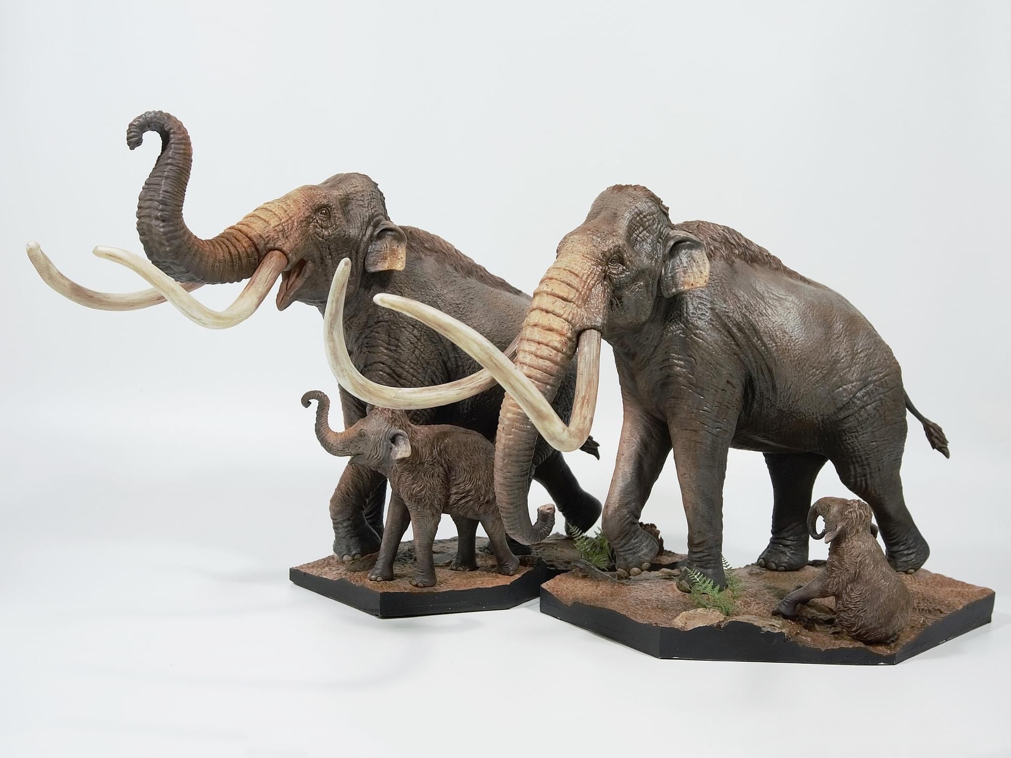  Mô hình loài mammuthus comlui DeClay studio tỷ lệ 1/20 & 1/35 