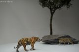  Mô hình động vật hổ Bengal hãng wanshou studio tỷ lệ 1/35. 