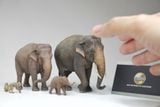  Mô hình động vật voi châu á Declay studio tỷ lệ 1/35 & 1/18. 