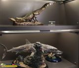  Mô hình cá sấu tiền sử purussaurus musee tỷ lệ 1/18 