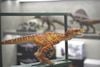 Mô hình khủng long velociraptor Dinodream jurassic park the lost world.