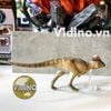  Mô hình Pachycephalosaurus PNSO studio chính hãng tỷ lệ 1:35 
