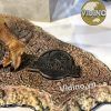  Mô hình khủng long Carnotaurus Prime 1 Studio tỷ lệ 1:38 