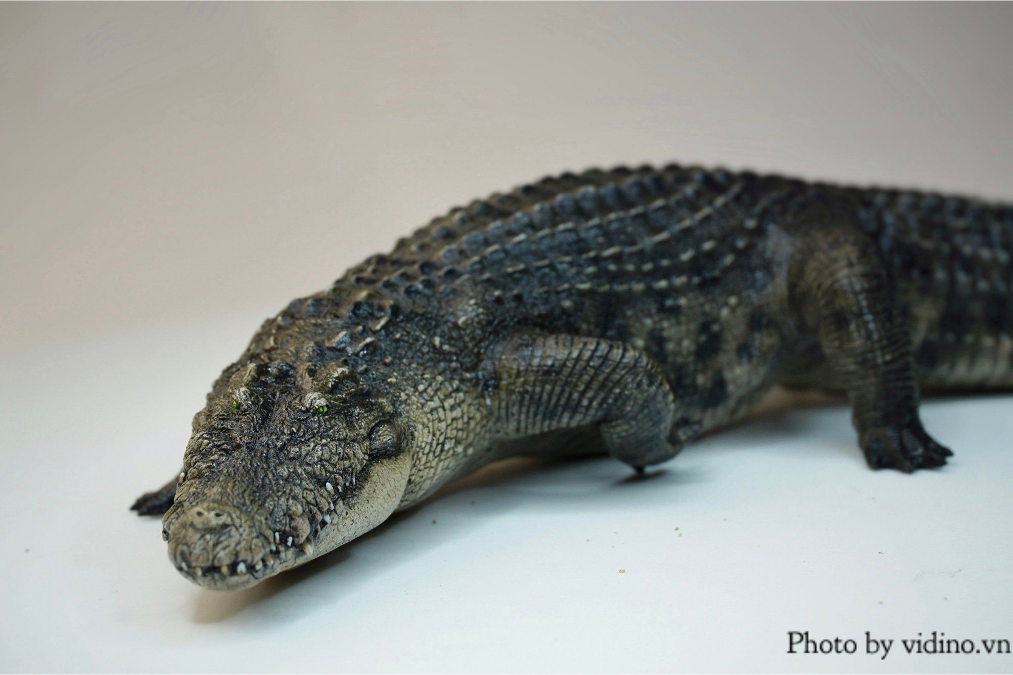  Mô hình động vật Cá sấu sông nile the Crocs Man tỷ lệ 1/12. 