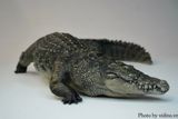  Mô hình động vật Cá sấu sông nile the Crocs Man tỷ lệ 1/12. 