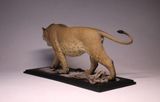  Mô hình động vật tiền sử sư tử mỹ- Panthera atrox De clay studio. 