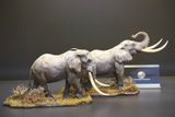  Mô hình Voi châu phi đồng cỏ  wanshou studio tỷ lệ 1/35. 