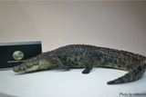  Mô hình động vật Cá sấu sông nile the Crocs Man tỷ lệ 1/12. 