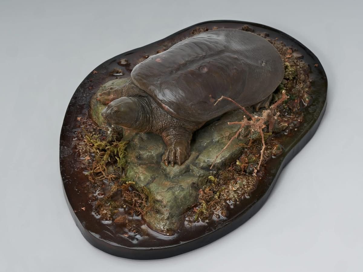  Mô hình Declay studio Rùa mai mềm khổng lồ dương tử Rafetus swinhoei 