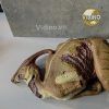  Mô hình Parasaurolophus Nanmu Benxin Stuido chính hãng tỷ lệ 1:35 (limited) 