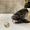  Mô hình Dunkleosteus pnso studio chính hãng tỷ lệ 1:35 