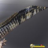  Mô hình cá sấu tiền sử purussaurus musee tỷ lệ 1/18 