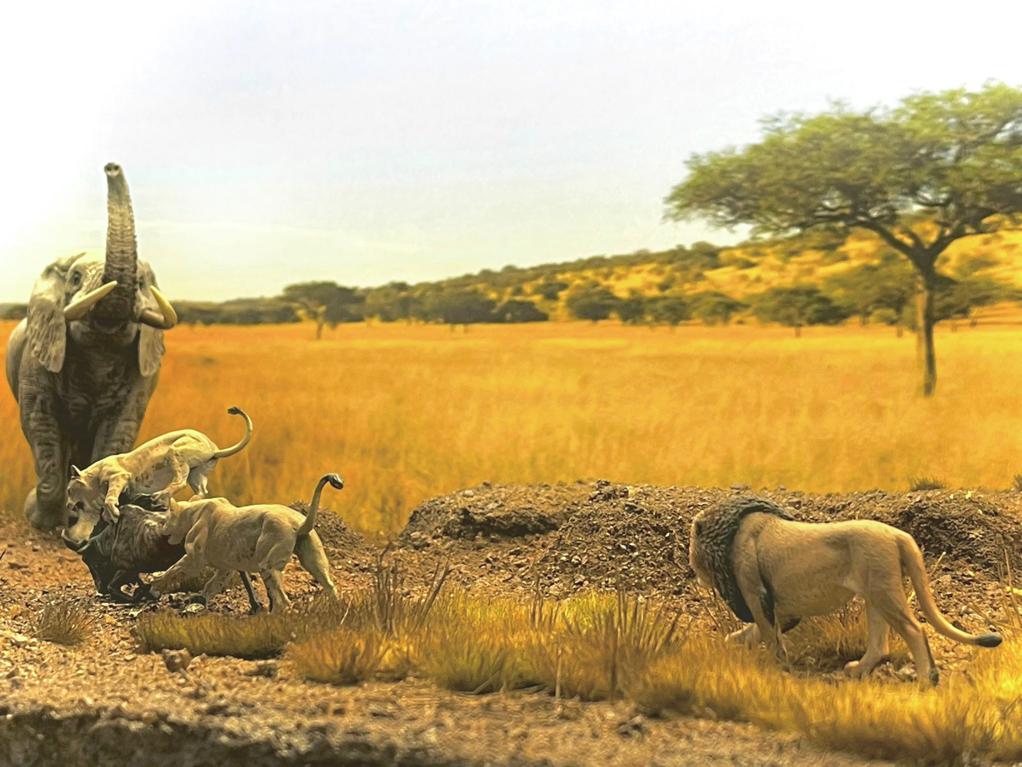  Mô hình động vật sư tử đực châu phi hunting studio tỷ lệ 1/35. 