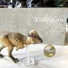  Mô hình Pachycephalosaurus PNSO studio chính hãng tỷ lệ 1:35 