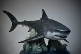  Mô hình cá mập tiền sử Megalodon hãng itoy tỷ lệ 1/35  | 𝐕𝐈𝐃𝐈𝐍𝐎.𝐕𝐍. 