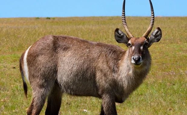  Mô hình động vật linh dương waterBuck tỷ lệ 1/35. 