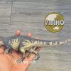  Mô hình Torvosaurus pnso studio chính hãng tỷ lệ 1:35 