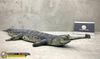 Mô hình động vật cá sấu ấn độ Gharial india hãng Crocs Man Studio tỷ lệ 1/12.