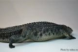  Mô hình động vật Cá sấu sông nile the Crocs Man tỷ lệ 1/12. 
