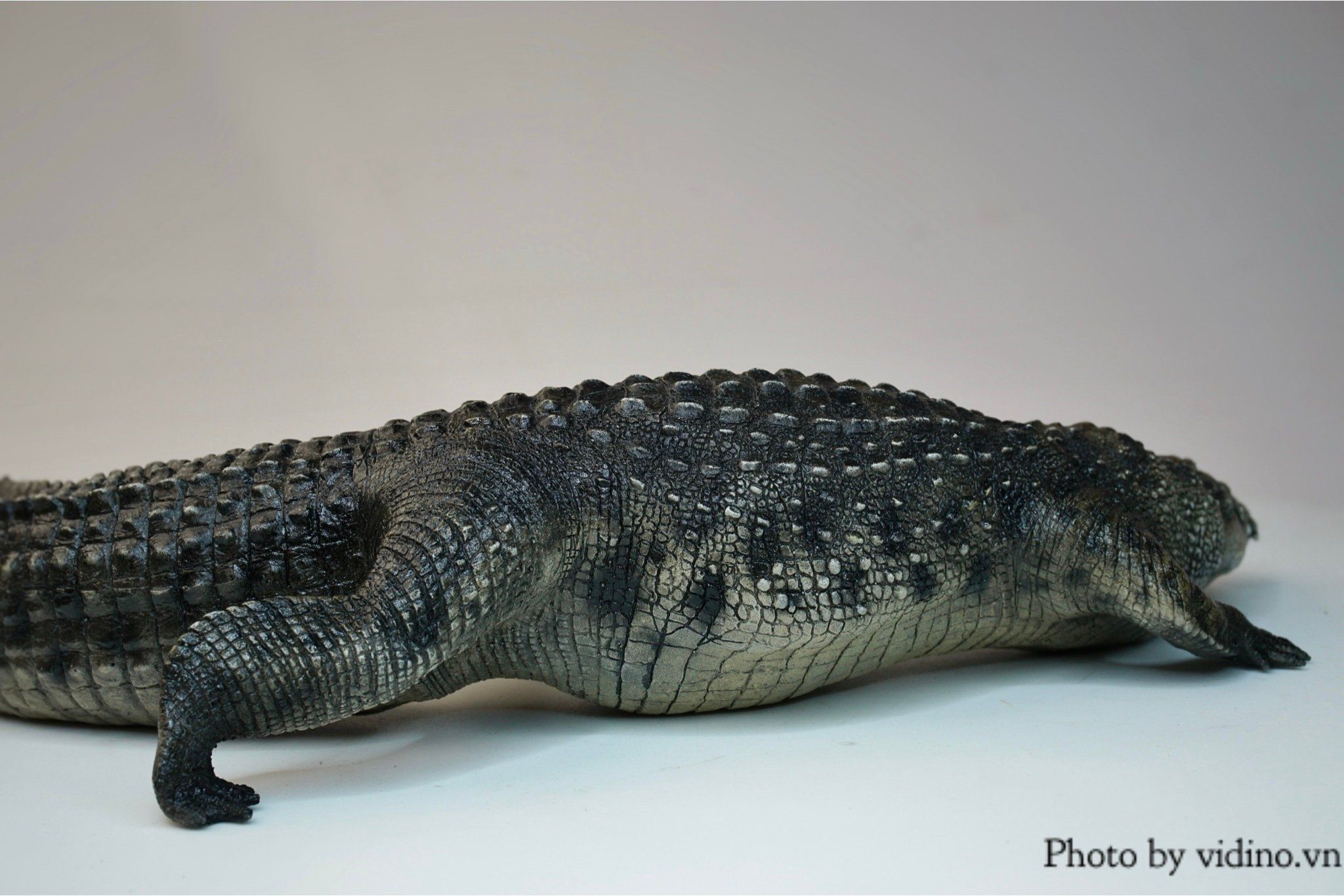  Mô hình động vật Cá sấu sông nile the Crocs Man tỷ lệ 1/12. 