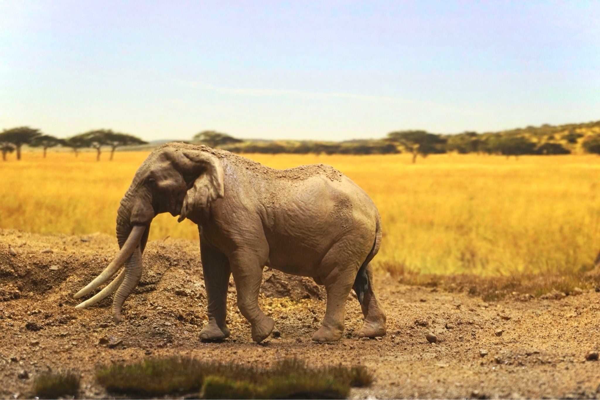  Mô hình động vật voi châu phi hãng Dafei Studio tỷ lệ 1/35. 