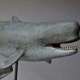  Mô hình động vật cá voi tiền sử livyatan melvillei Declay studio 1/35. 