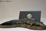  Mô hình cá sấu nước mặn Crocs Man studio tỷ lệ 1/35. 