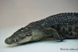  Mô hình động vật Cá sấu sông nile the Crocs Man tỷ lệ 1/12. 