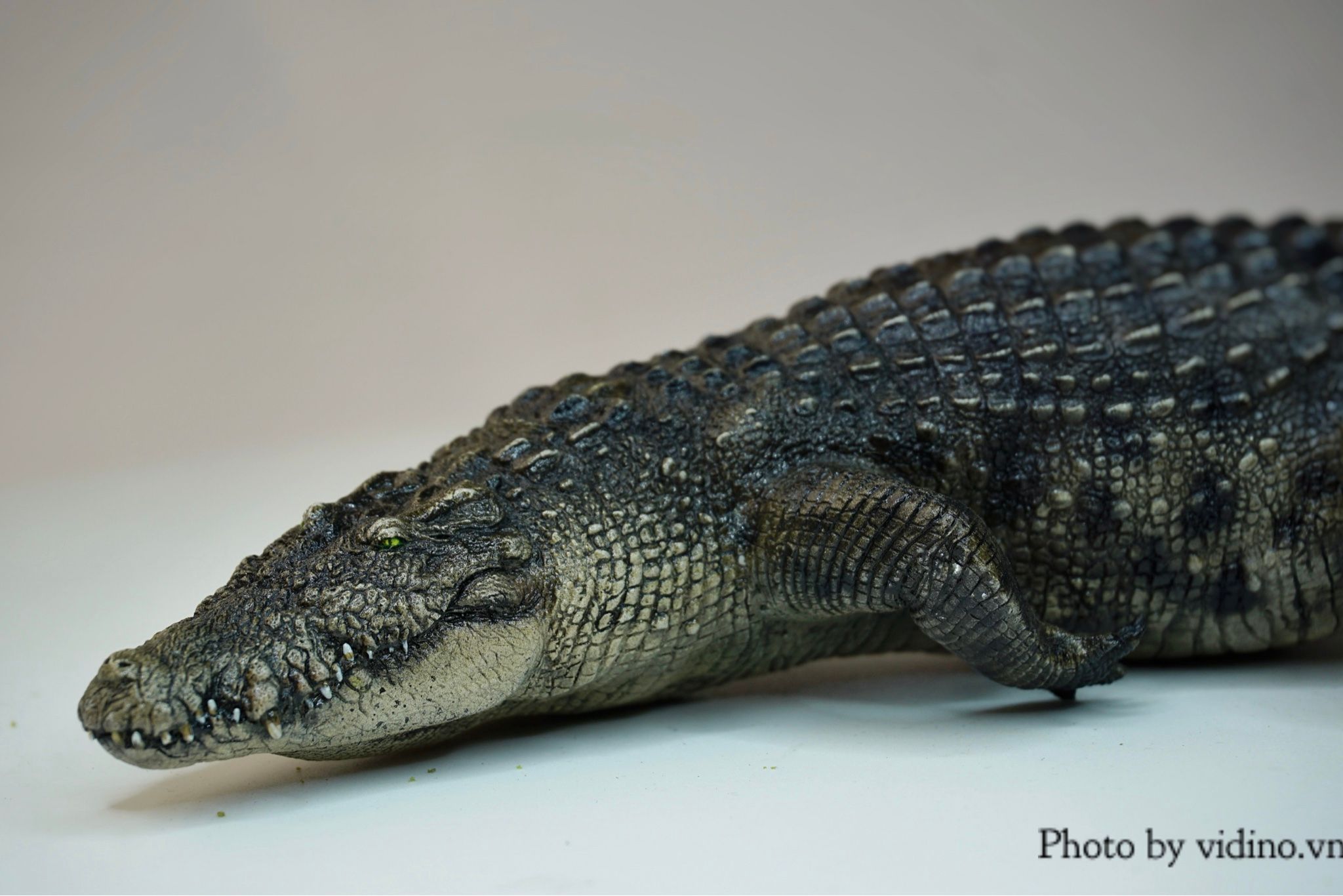  Mô hình động vật Cá sấu sông nile the Crocs Man tỷ lệ 1/12. 