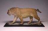  Mô hình động vật tiền sử sư tử mỹ- Panthera atrox De clay studio. 