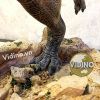  Mô hình Carnotaurus Itoys Studio tỷ lệ 1:10 