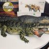 Mô hình cá xấu tiền sử Deinosuchus chính hãng Rebor 