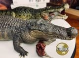  Mô hình cá xấu tiền sử Deinosuchus chính hãng Rebor 