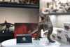 Mô hình Trex jurassic world dino dream 1/30