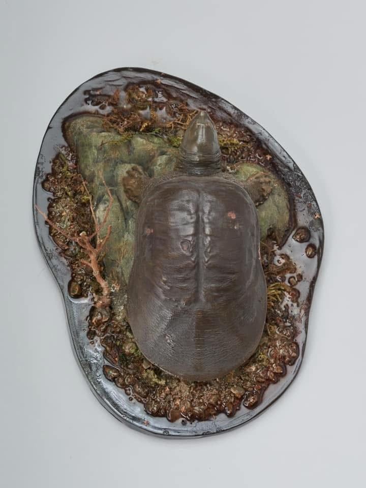  Mô hình Declay studio Rùa mai mềm khổng lồ dương tử Rafetus swinhoei 